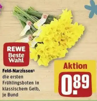 REWE Feld-Narzissen Angebot