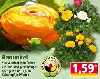 Norma Ranunkel Angebot