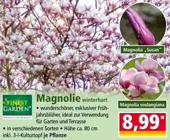 Norma Finest Garden Magnolie winterhart Angebot