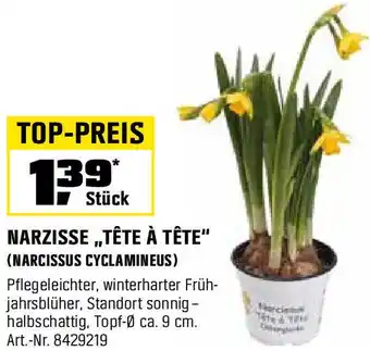 OBI NARZISSE „TÊTE À TÊTE" Angebot