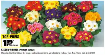 OBI KISSEN-PRIMEL (PRIMULA ACAULIS) Angebot