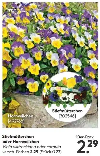 BayWa Stiefmütterchen oder Hornveilchen 10er-Pack Angebot