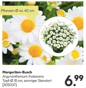 BayWa Margeriten-Busch Angebot