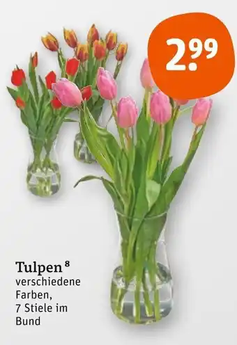 tegut Tulpen Angebot