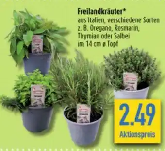 diska Freilandkräuter Angebot