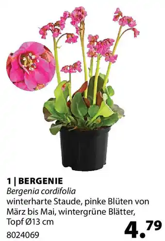 Dehner BERGENIE Angebot