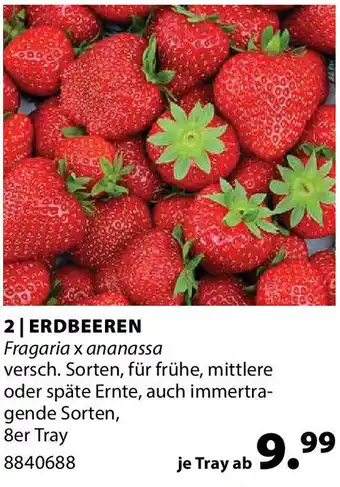 Dehner ERDBEEREN Angebot