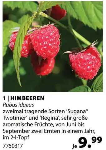 Dehner HIMBEEREN Angebot