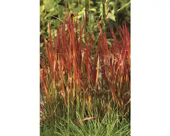 Hornbach Japanisches Blutgras FloraSelf Imperata cylindrica var.koenig 'Red Baron' H 10-40 cm Co 3 L Angebot