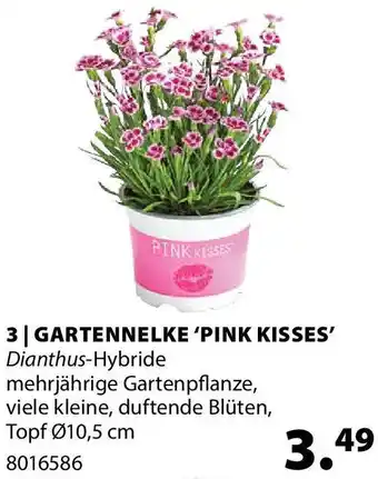 Dehner GARTENNELKE 'PINK KISSES' Angebot