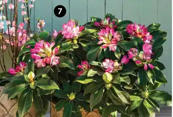 Dehner RHODODENDRON 'MEGA' Angebot