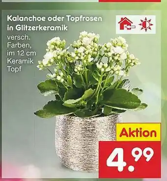 Netto Marken-Discount Kalanchoe Oder Topfrosen In Glitzerkeramik Angebot