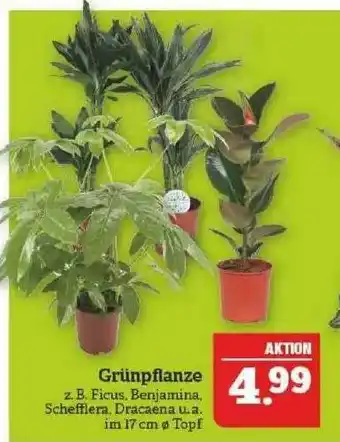 Marktkauf Grünpflanze Angebot