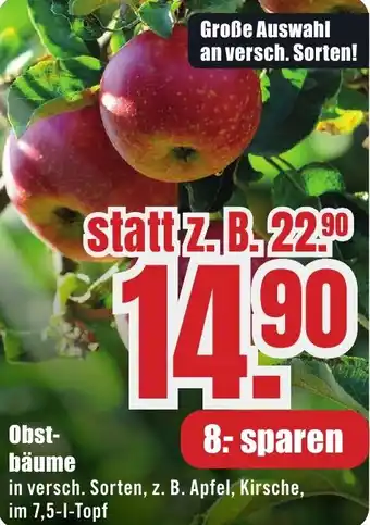 B1 Discount Baumarkt Obstbäume Angebot