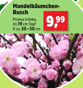 Thomas Philipps Mandelbäumchen Busch Angebot