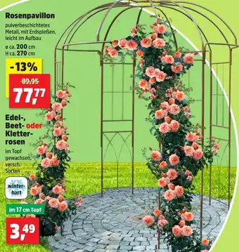 Thomas Philipps Rosenpavillon Angebot