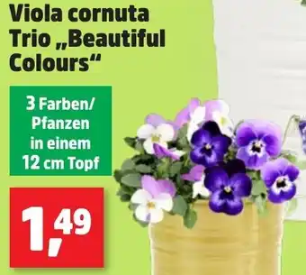 Thomas Philipps Viola cornuta Trio ,,Beautiful Colours" Angebot