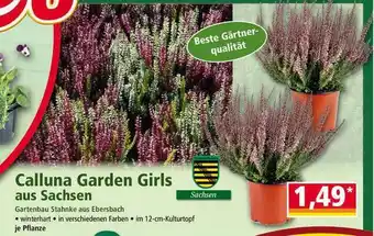 Norma Calluna Garden Girls Aus Sachsen Angebot