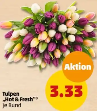 PENNY Tulpen ,,Hot & Fresh" Angebot