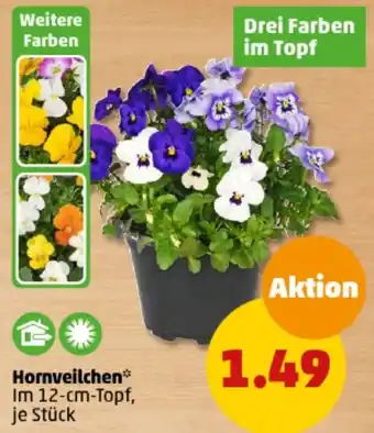 PENNY Hornveilchen Angebot