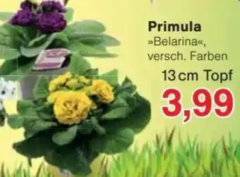 Jawoll Primula 13 cm Topf Angebot