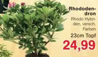 Jawoll Rhododendron 23cm Topf Angebot