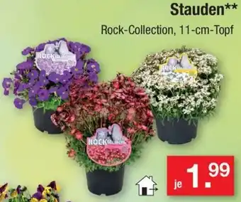 Zimmermann Stauden Angebot