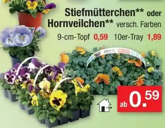 Zimmermann Stiefmütterchen oder Hornveilchen Angebot