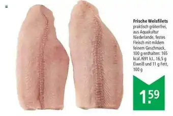 Marktkauf Frische Welsfilets Angebot