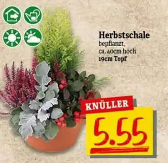 nah & gut Herbstschale Angebot