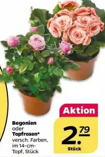 NETTO Begonien Oder Topfrosen Angebot