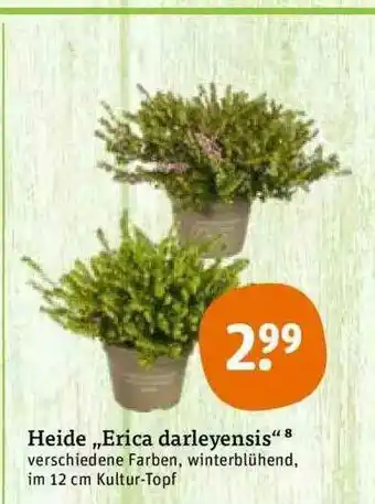 tegut Heide „erica Darleyensis” Angebot