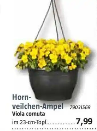 Bauhaus Hornveilchen-Ampel Viola cornuta Angebot