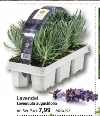 Bauhaus Lavendel Lavendula augustifolia 6er-Pack Angebot