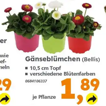 Globus Baumarkt Gänseblümchen (Bellis) Angebot