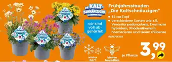 Globus Baumarkt Frühjahrsstauden „Die Kaltschnäuzigen" Angebot