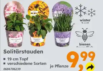 Globus Baumarkt Solitärstauden Angebot