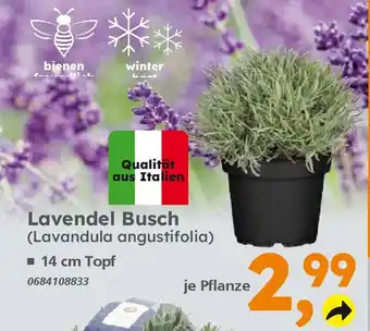 Globus Baumarkt Lavendel Busch (Lavandula angustifolia) Angebot