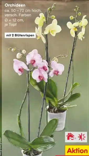 Netto Marken-Discount Orchideen Angebot