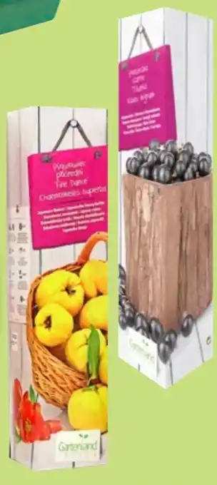 Thomas Philipps Obstpflanze Angebot