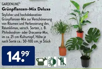 Aldi Süd Gardenline Grünpflanzen Mix Deluxe Angebot