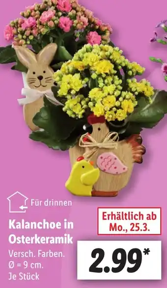 Lidl Kalanchoe in Osterkeramik Angebot