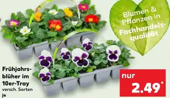 Kaufland Frühjahrsblüher im 10er-Tray Angebot