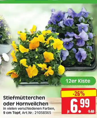 Herkules Baumarkt Stiefmütterchen oder Hornveilchen 12er Kiste Angebot