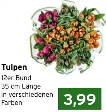 CAP Markt Tulpen 12er Bund Angebot