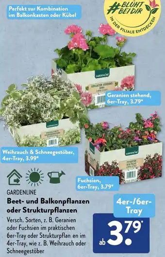 Aldi Süd GARDENLINE Beet und Balkonpflanzen oder Strukturpflanzen 4er/6er- Tray Angebot