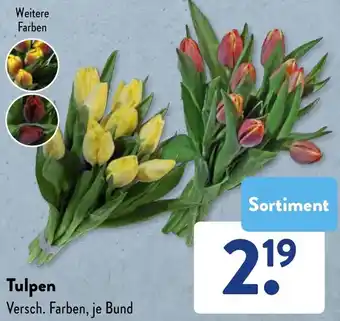 Aldi Süd Tulpen Angebot