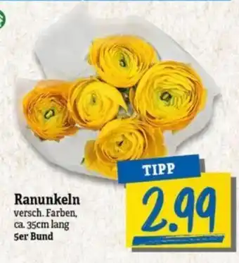 NP Discount Ranunkel ca. 35cm lang Ser Bund Angebot