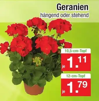 Zimmermann Geranien Angebot