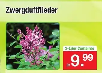 Zimmermann Zwergduftflieder Angebot